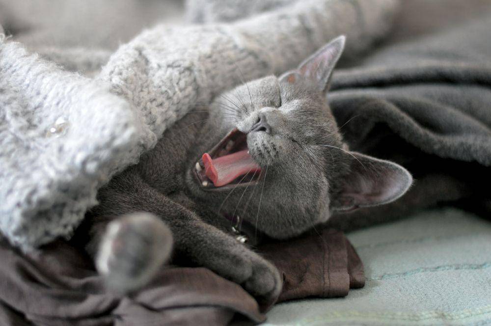 ilustrasi kucing mengantuk (unsplash.com/Jelena Senicic)