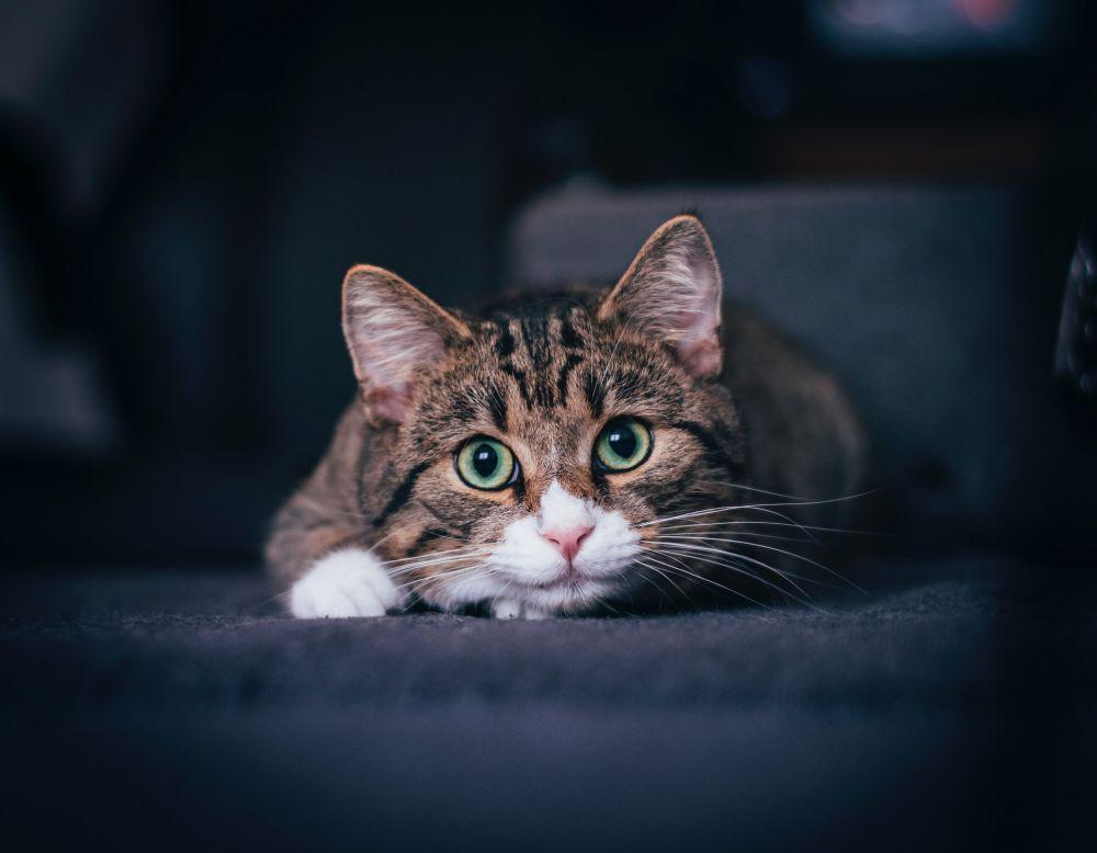 ilustrasi kucing bermata lebar (unsplash.com/Jan Melzer)