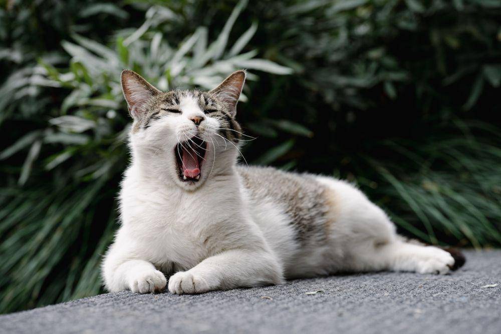 ilustrasi kucing bersuara serak (unsplash.com/Yoo ho)