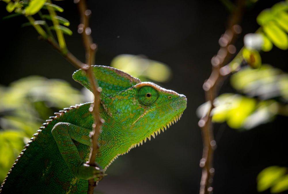 ilustrasi chameleon (unsplash.com/Andrew Liu)