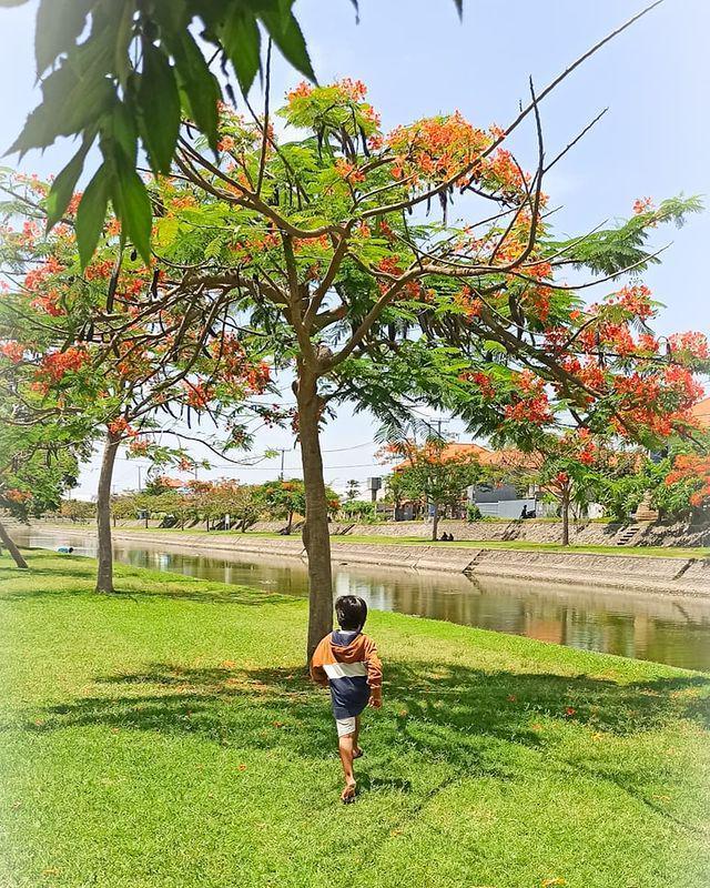 pohon flamboyan (instagram.com/balikidsdayout)