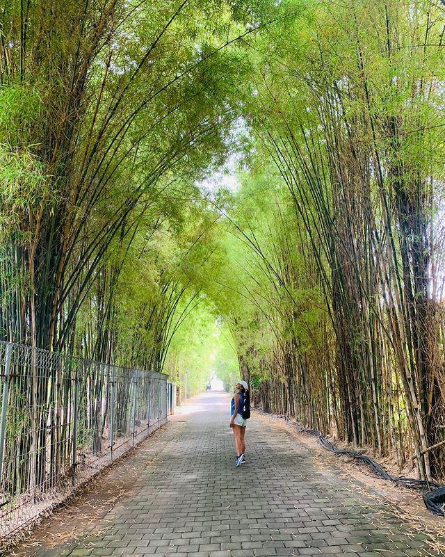 pohon bambu (instagram.com/aquaponics_permaculture)