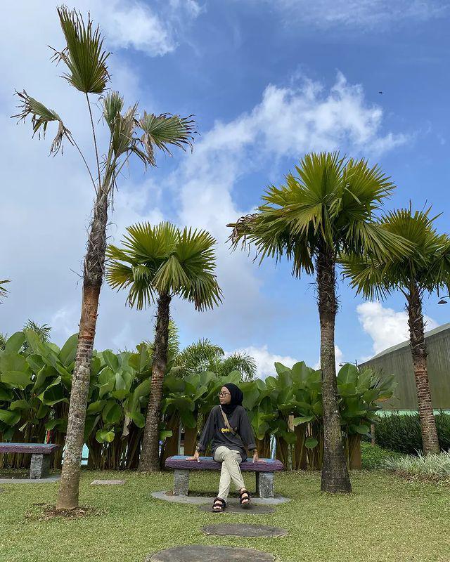 pohon palem (instagram.com/isye_videography)