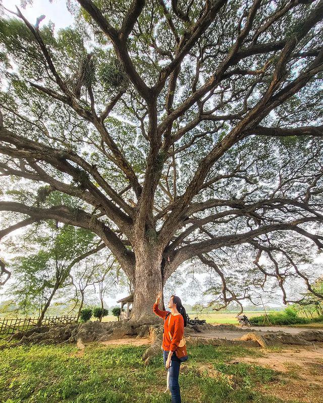 pohon trembesi (instagram.com/sintiaastarina)