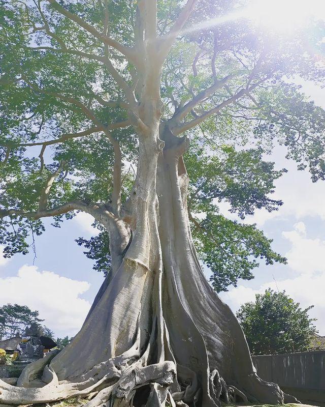 pohon beringin (instagram.com/raisbalitour)