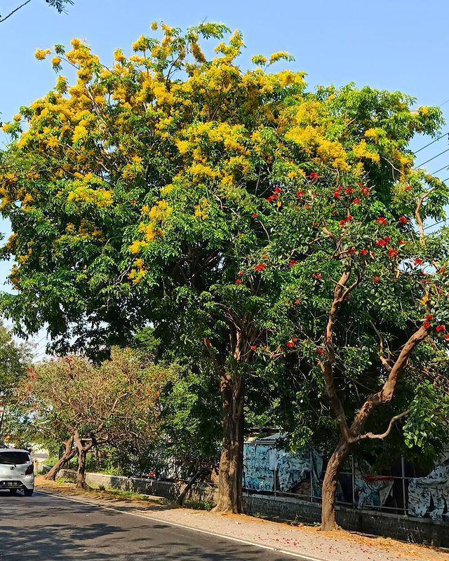 pohon angsana (instagram.com/mh.badrut_tamam)