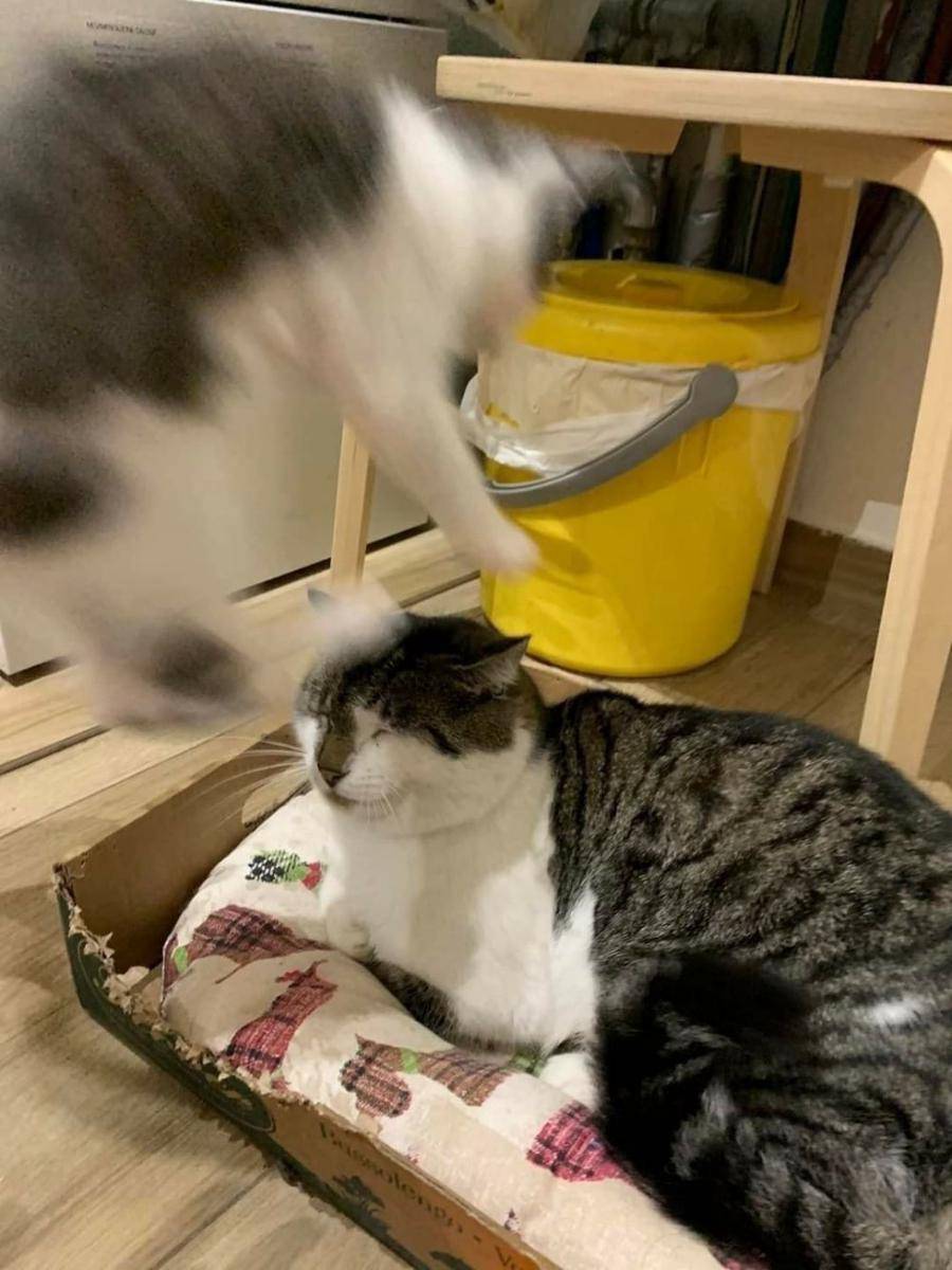 Kucing banyak tingkah (via twitter.com/memesiwish)