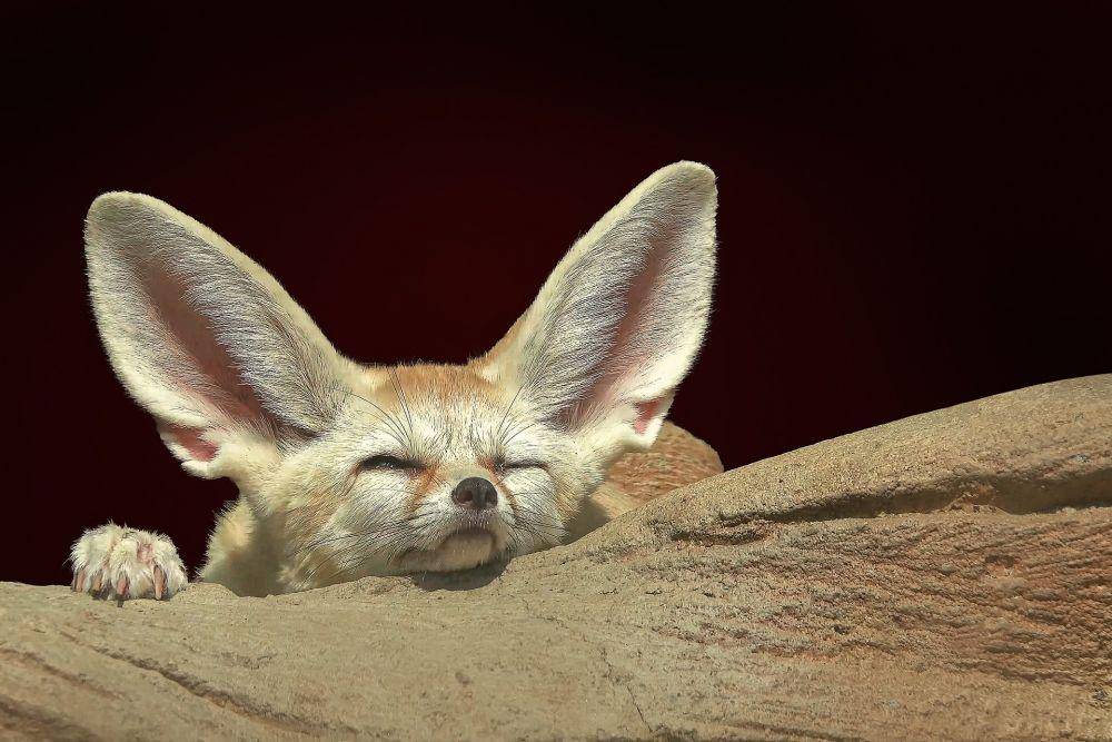 ilustrasi rubah fennec (Pixabay.com/Rethinktwice)