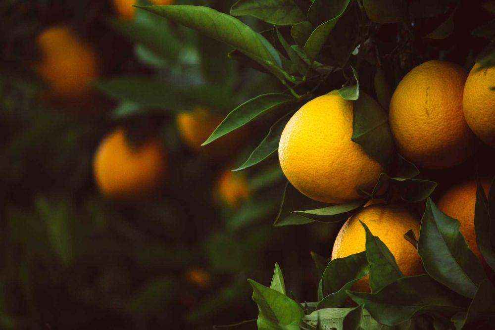 ilustrasi lemon (unsplash.com/@briennehong)