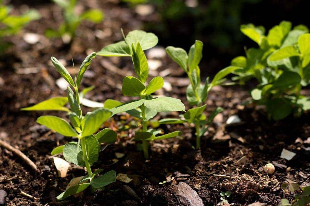 ilustrasi menanam kacang tanah (pixabay.com/Simon)