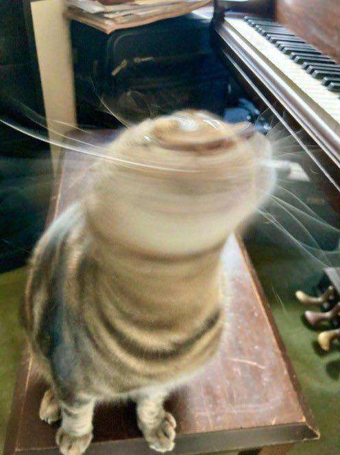 Kucing banyak tingkah (reddit.com/user/Caliwash3)
