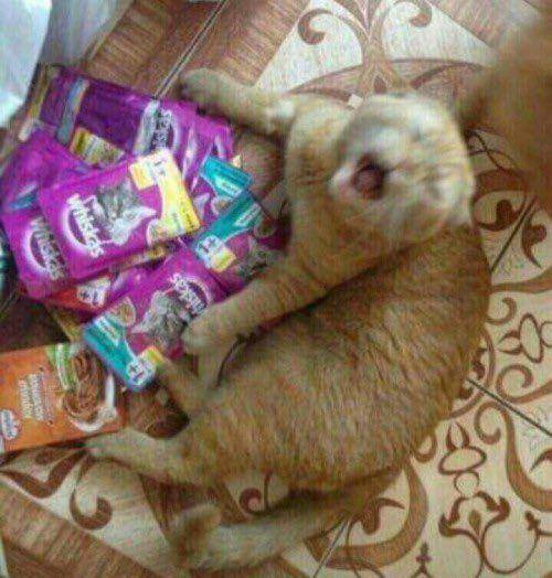 Kucing banyak tingkah (via twitter.com/gatinarios)