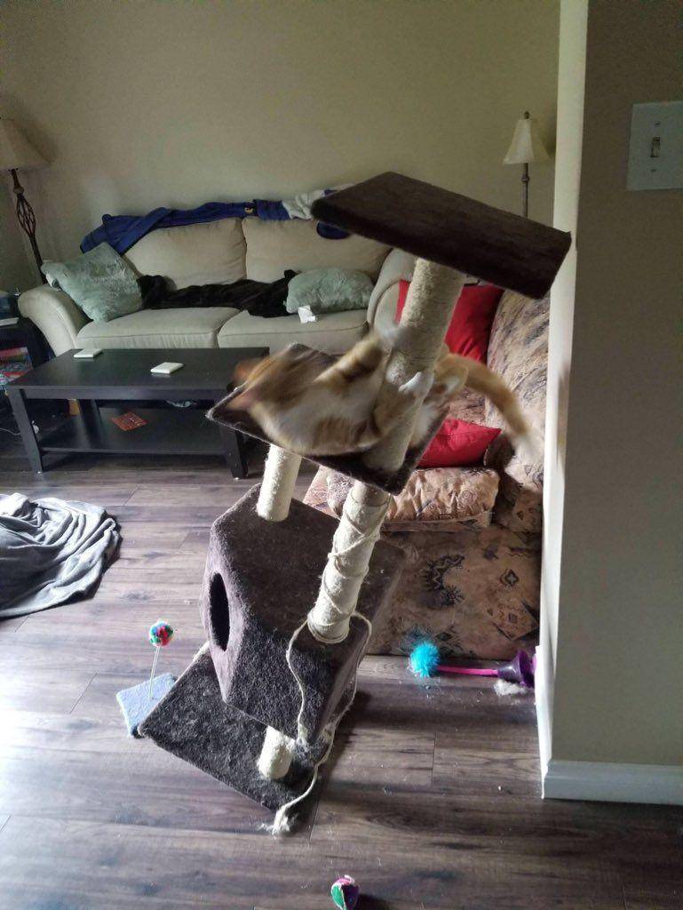 Kucing banyak tingkah (via twitter.com/gatinarios)