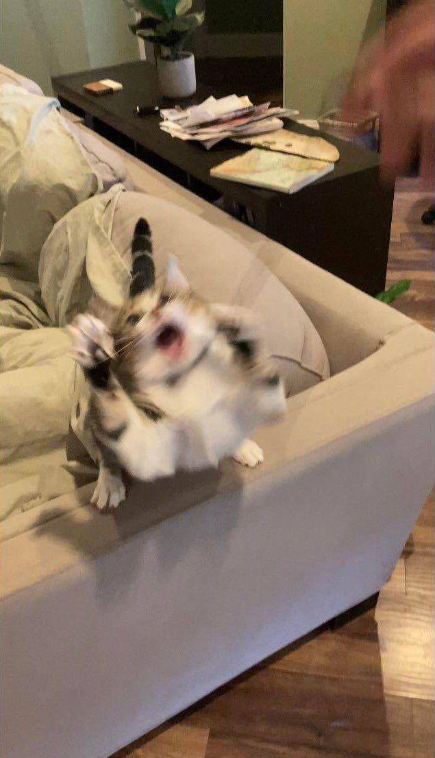 Kucing banyak tingkah (reddit.com/user/Garlemon_)
