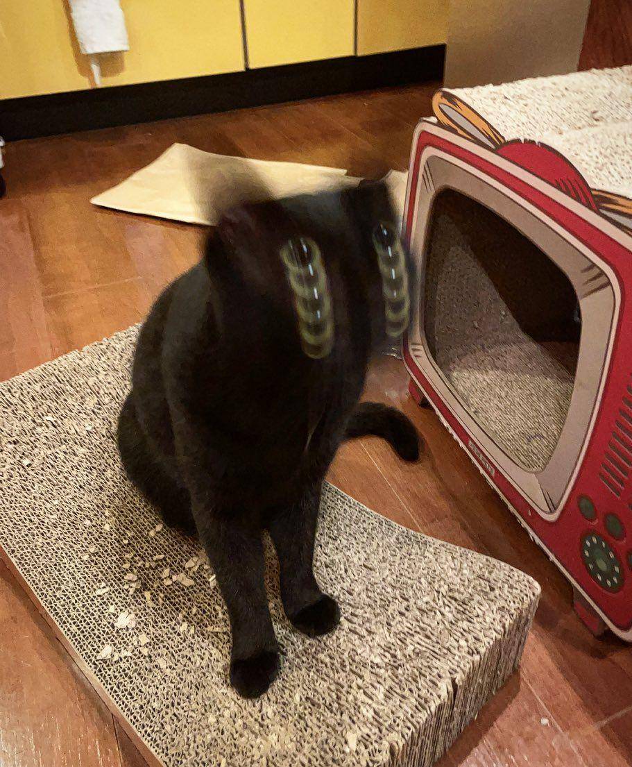 Kucing banyak tingkah (twitter.com/ronnieabbey0724)
