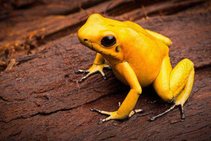 Golden Poison Dart Frog (reptilesmagazine.com)