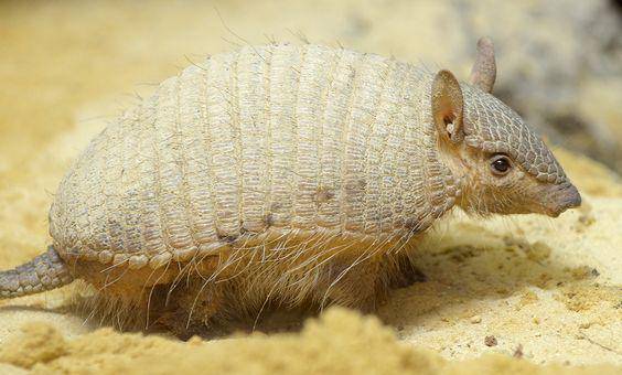 ilustrasi screaming hairy armadilo (Pinterest.com/Smithsonian)