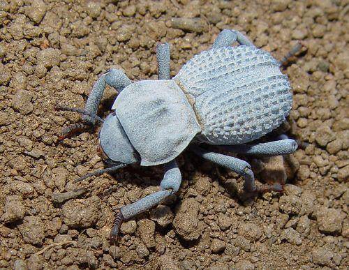 ilustrasi desert ironclad beetle (Pinterest.com/Ginger Hill)