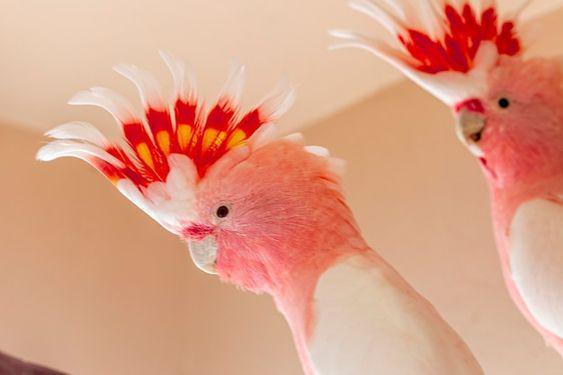 4 Trivia Mata Burung yang Mampu Melihat Lebih Baik dari Manusia