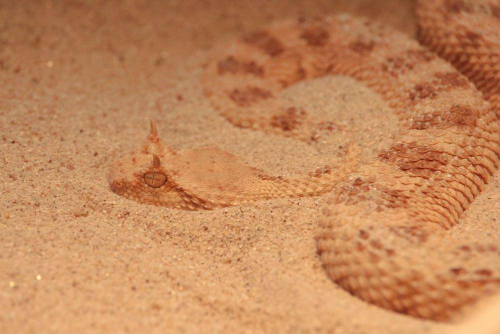 ilustrasi sidewinder rattlesnake (Pexels.com/Miriam Fischer)