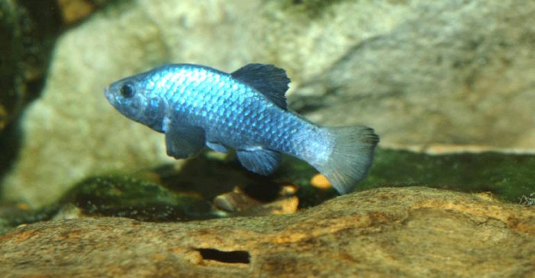 ilustrasi desert pupfish (arizonadailyindependent.com)