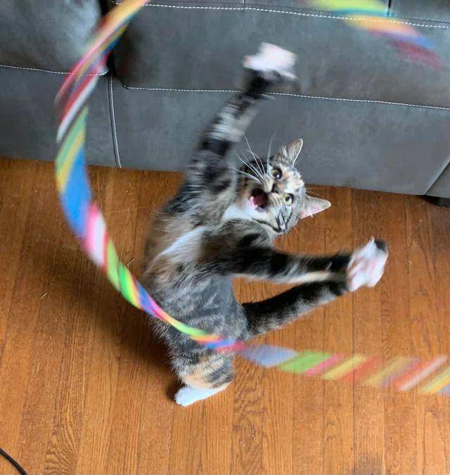 Kucing banyak tingkah (reddit.com/user/realdarksaw)