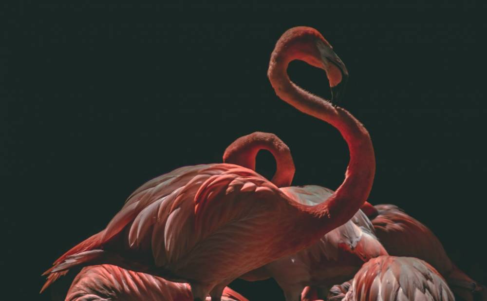 ilustrasi flamingo (unsplash.com/Marko Blažević)