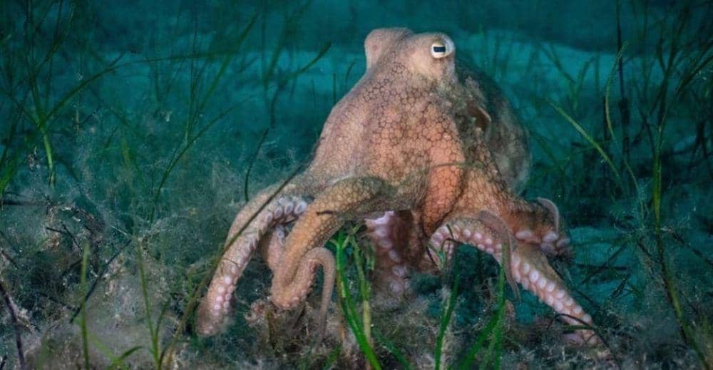 Gurita (instagram.com/marine_encyclopedia)