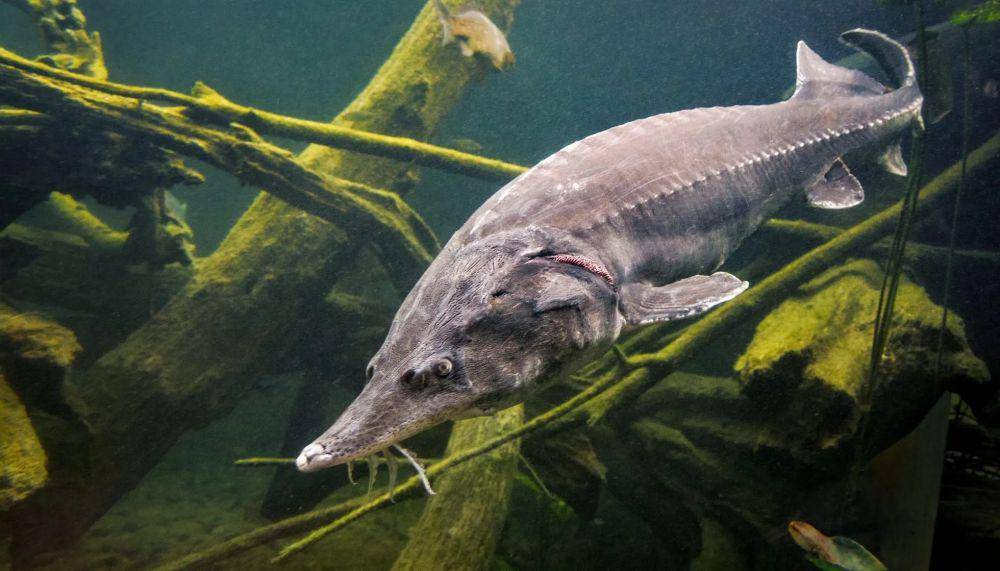 10 Spesies Ikan Air Tawar Terbesar di Dunia