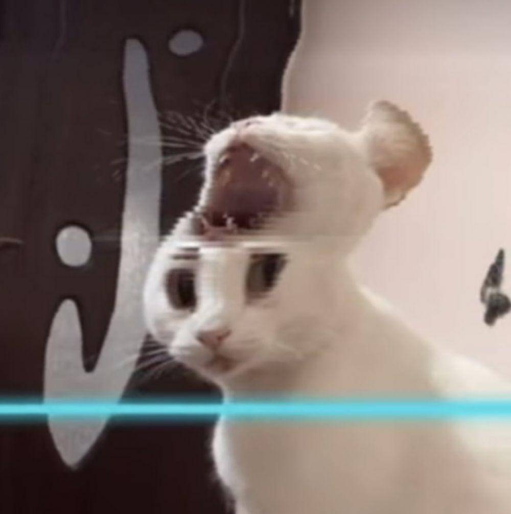 Kucing banyak tingkah (reddit.com/user/abestafera)