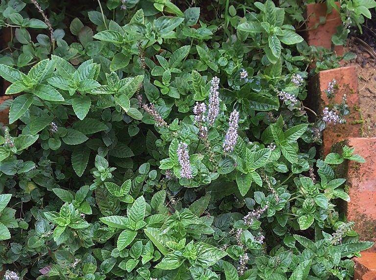 ilustrasi daun cincau hitam (commons.wikimedia.org/Ronggy)