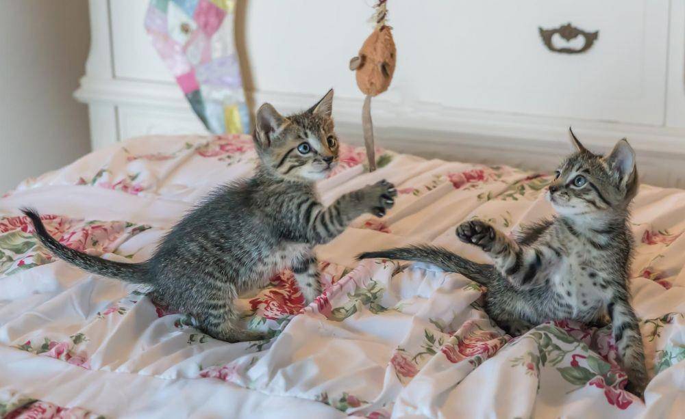 ilustrasi kucing bermain (Pixabay.com/Michelle_Maria)