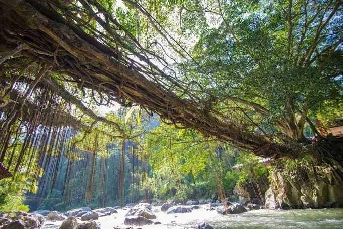 Jembatan Akar Bayang (instagram.com/dunialoka.id)