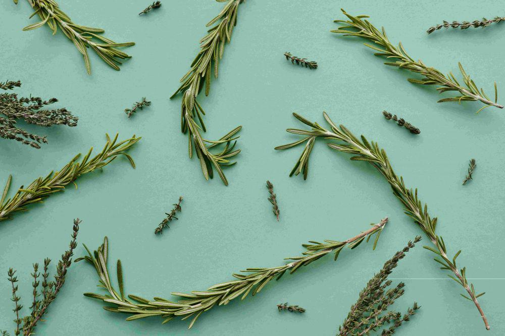 ilustrasi tahap menanam rosemary (pexels.com/Vanessa Loring)