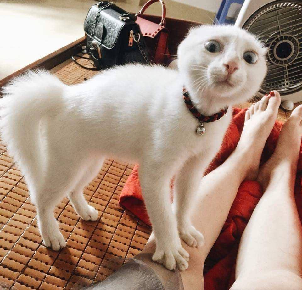 potret kocak ekspresi hewan peliharaan (reddit.com/user/SavagePotatoCat)