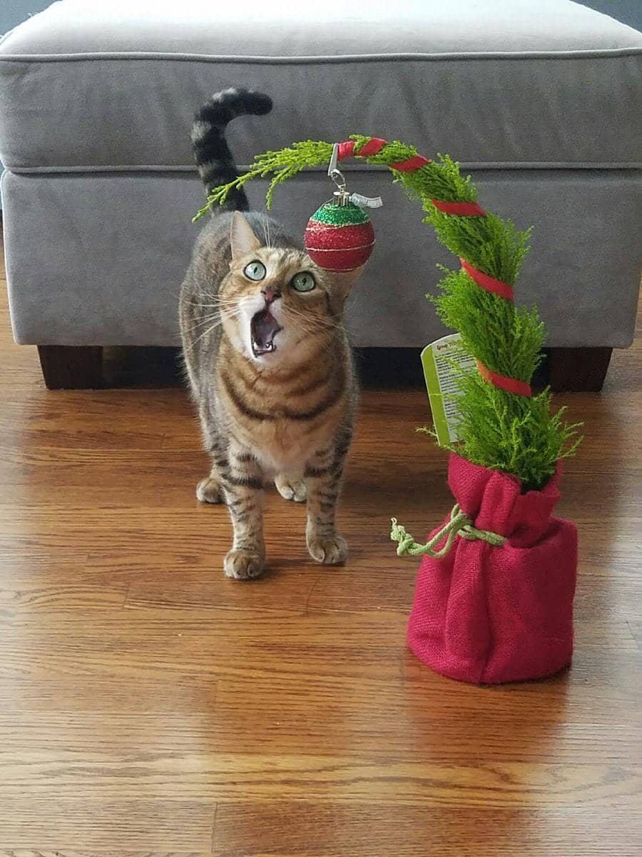 potret kocak ekspresi hewan peliharaan (imgur.com/user/OctopussSevenTwo)