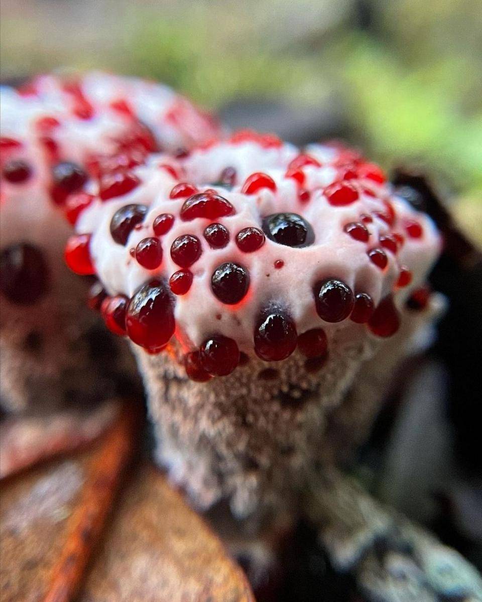 ilustrasi jamur gigi berdarah (instagram.com/fascinatedbyfungi)