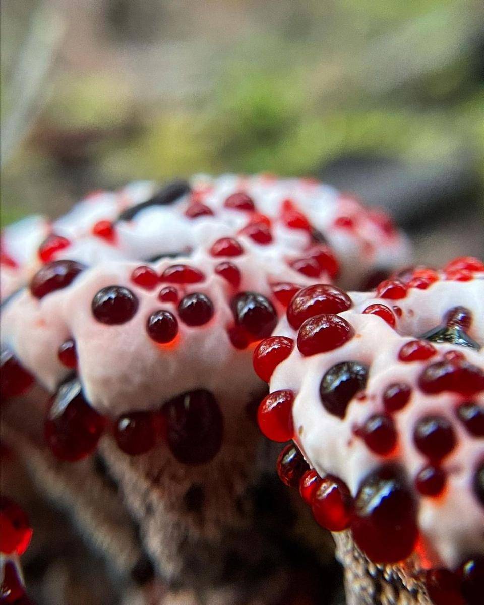 ilustrasi jamur gigi berdarah (instagram.com/fascinatedbyfungi)