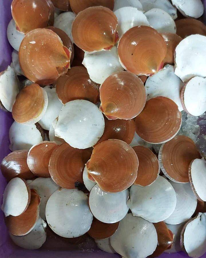 Ilustrasi kerang simping mentah (instagram.com/anugerahjayaseafood)