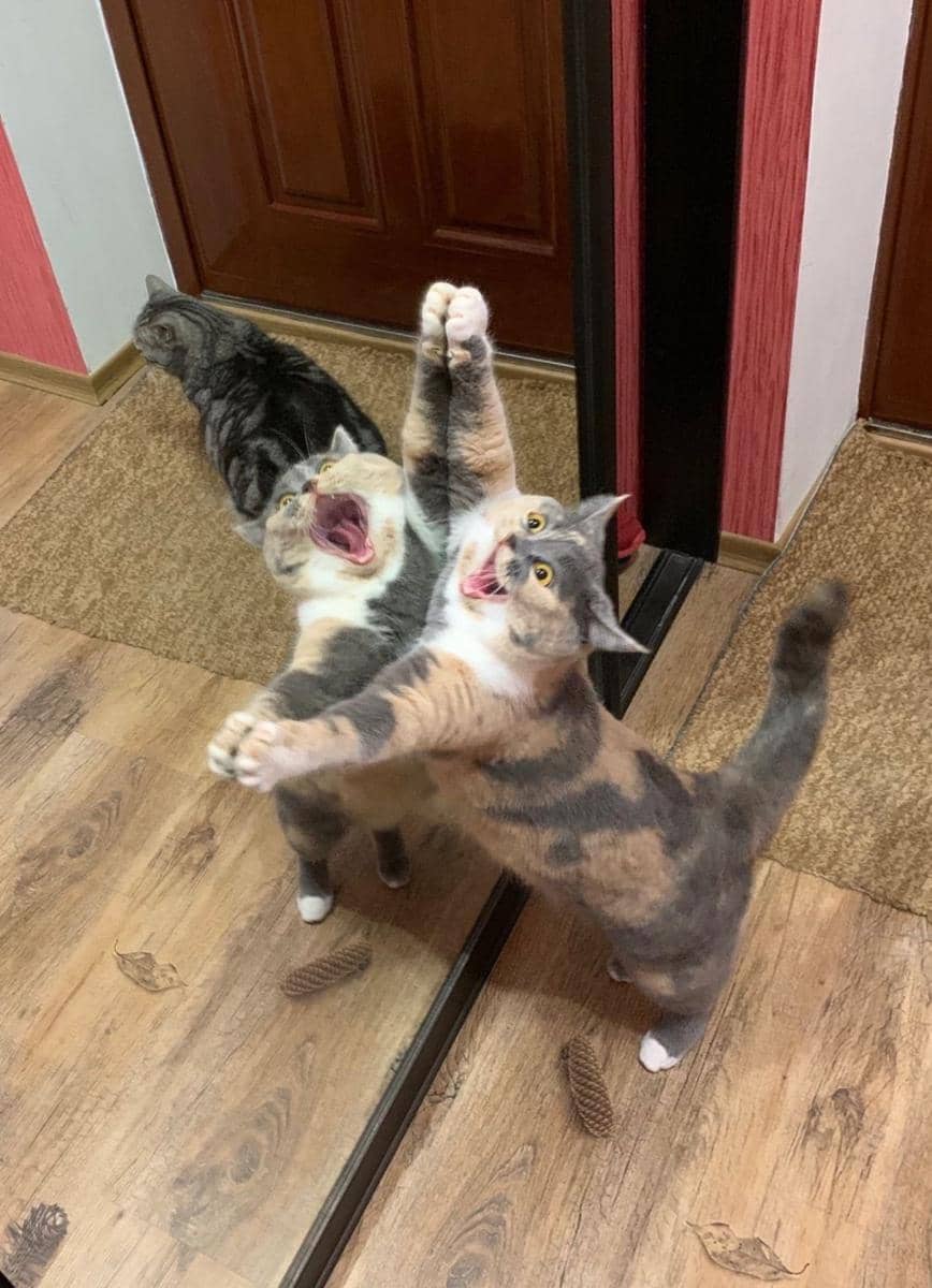 potret kocak ekspresi hewan peliharaan (imgur.com/user/Allycorinne)