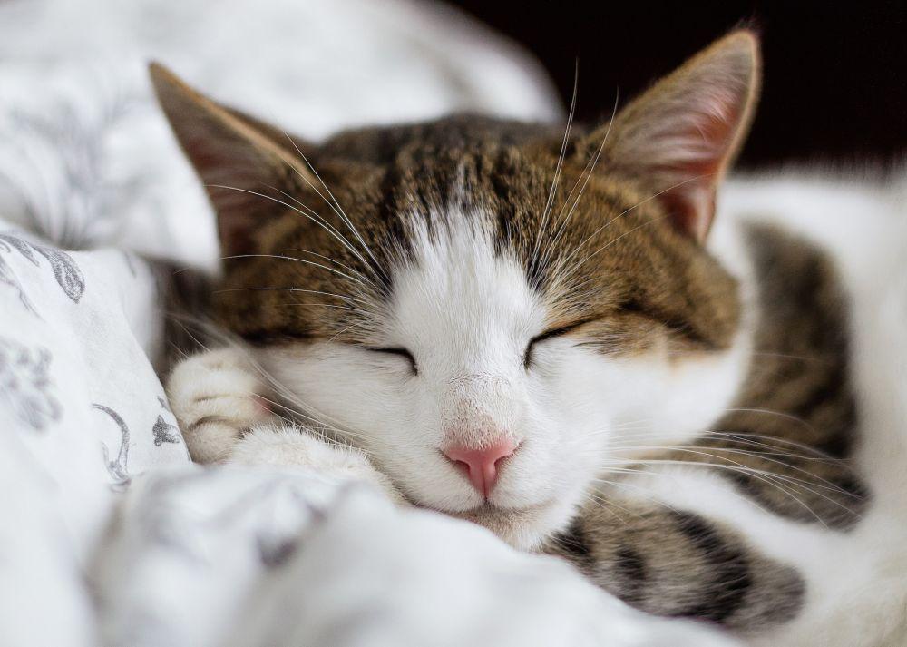 Kenapa Kucing Tidak Mau Makan dan Tidur Terus? Ini 8 Penyebabnya