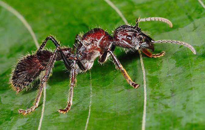 Bullet Ant (Shutterstock/Hughlansdown)