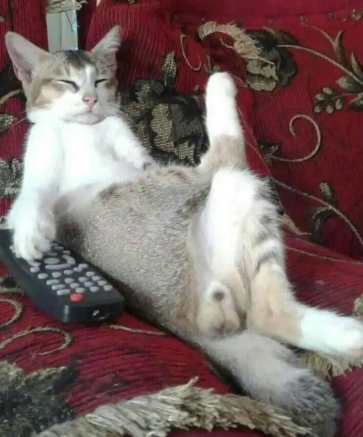 aksi kucing lucu sedang bersantai (instagram.com/magistic_kitte)