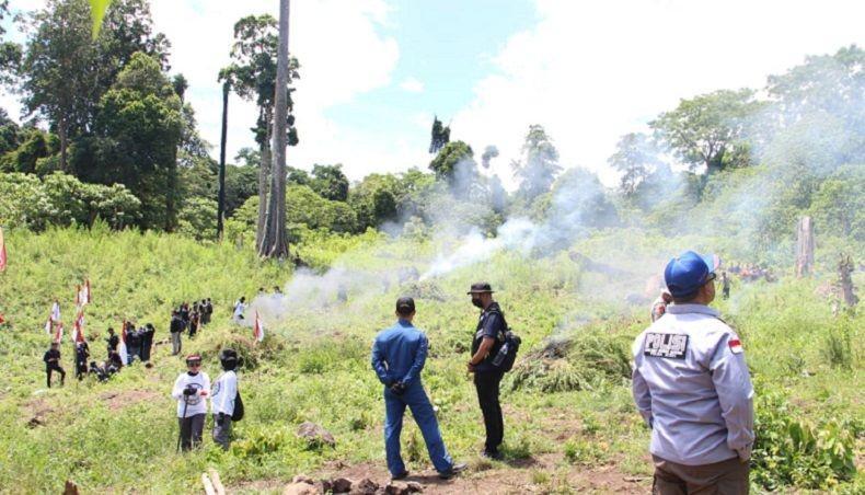 Terbongkar, Ladang Ganja 25 Hektare Dimusnahkan Polisi