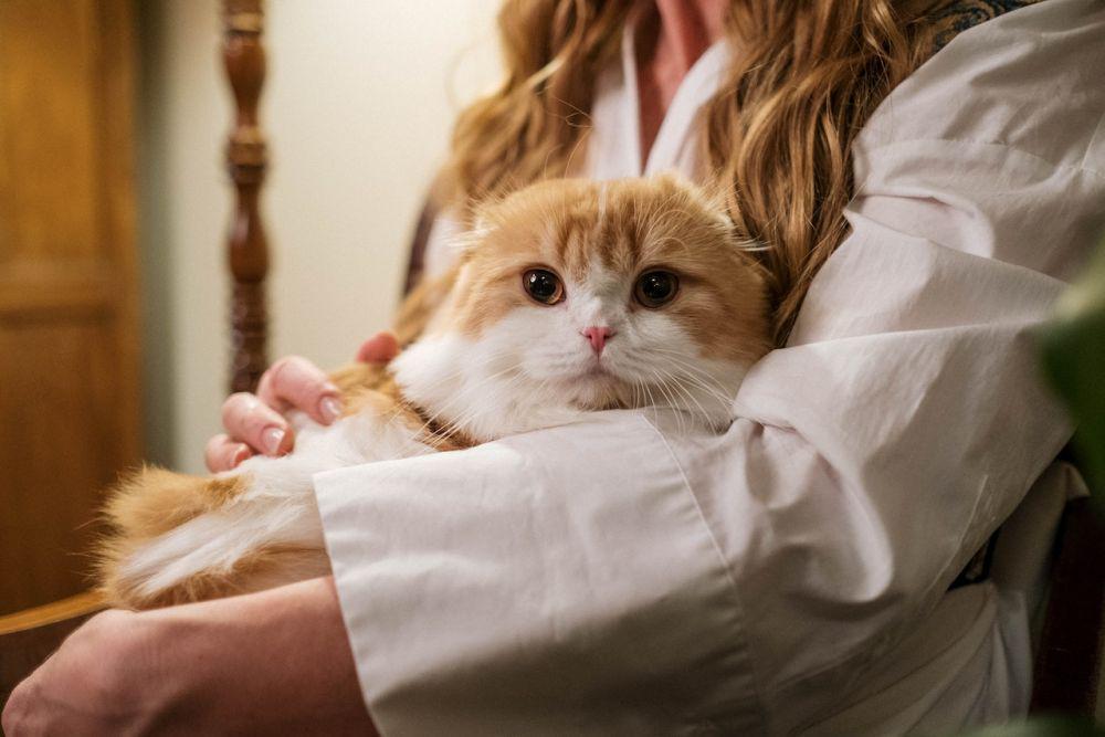 Bisa Berbahaya, 5 Hal yang Pantang Dilakukan saat Memelihara Kucing