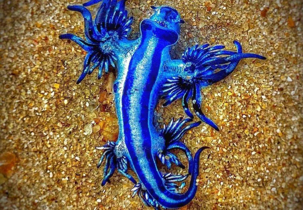 Dragon Blue (instagram.com/marine_encyclopedia)