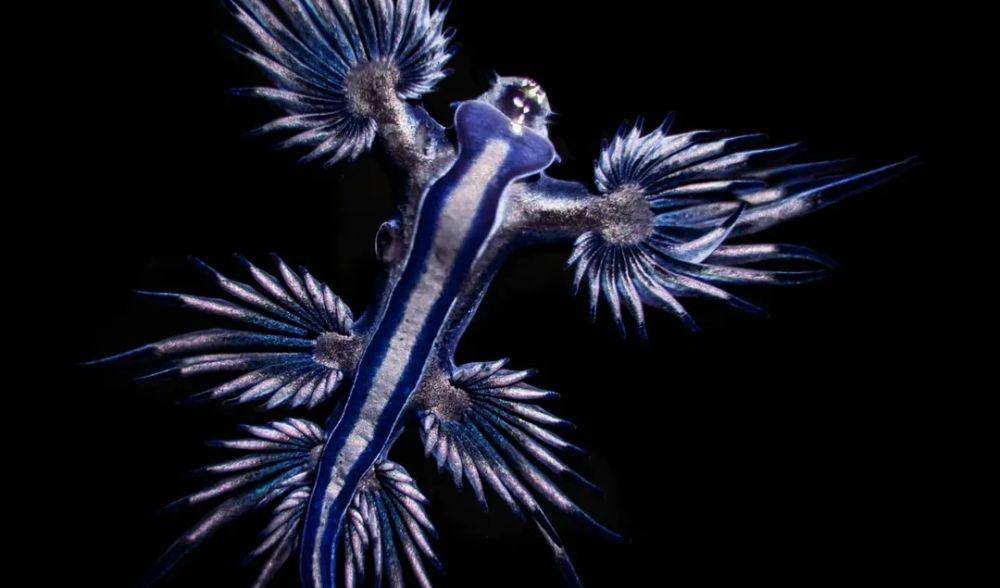 Dragon Blue (instagram.com/huntingforparadise)