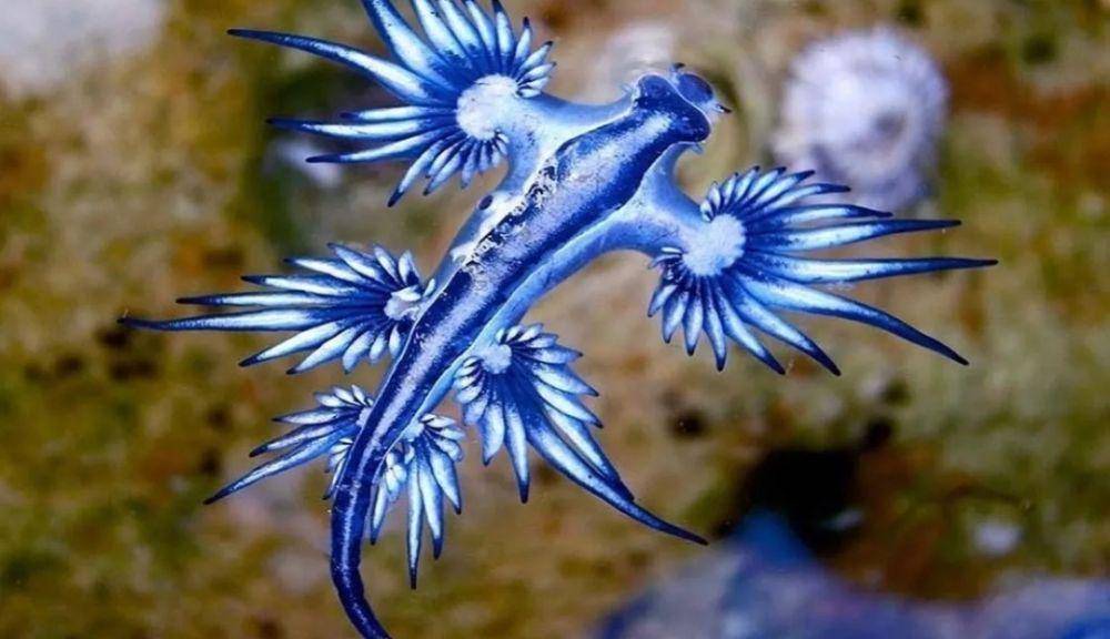Dragon Blue (instagram.com/marine_encyclopedia)