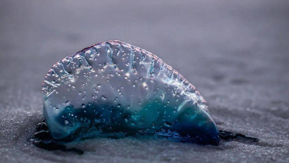Dragon Blue (instagram.com/susangunnphotography)