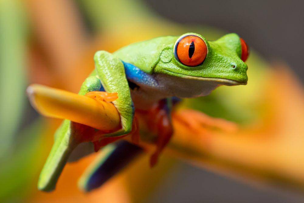 ilustrasi katak (unsplash.com/Stephanie LeBlanc)